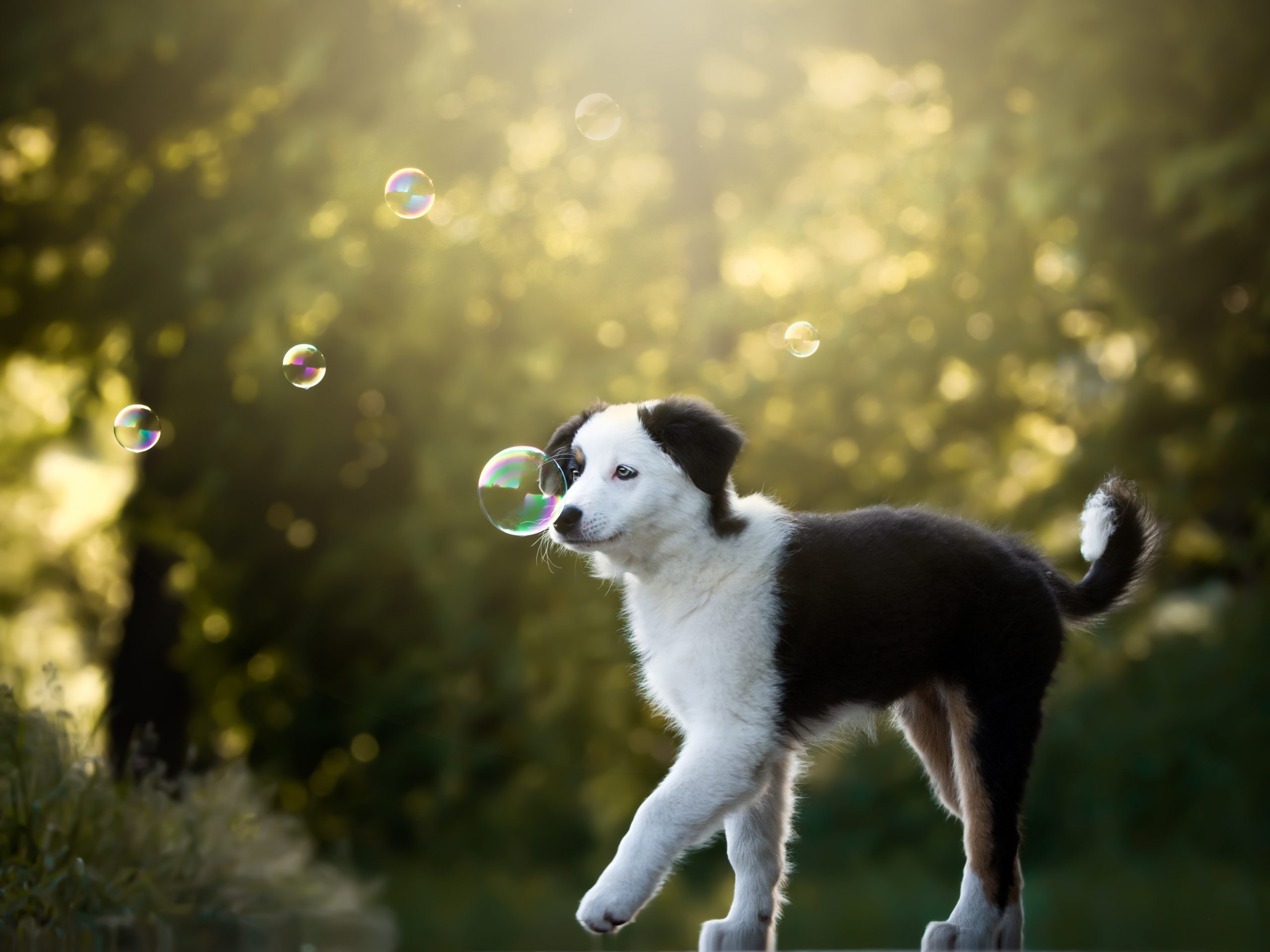 Hundewelpe Seifenblasen